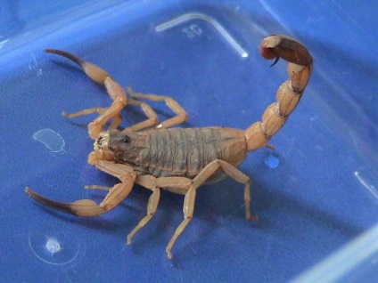 10 legveszélyesebb skorpiók a világon, Popular Mechanics magazin