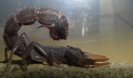 10 Scorpionii cei mai periculoși din lume, revista mecanică populară