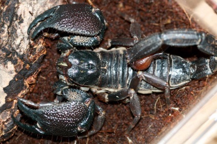 10 Scorpionii cei mai periculoși din lume, revista mecanică populară