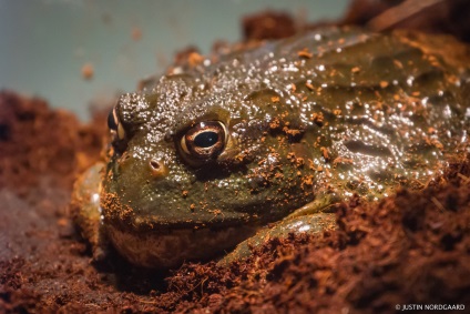 10 ucigași cu sânge rece din lumea animală - știința goală