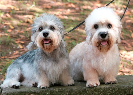 15 de rase minunate de câini pe care nu le-am auzit niciodată - un fapt