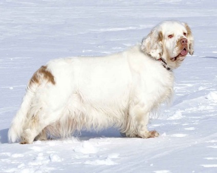 15 de rase minunate de câini pe care nu le-am auzit niciodată - un fapt