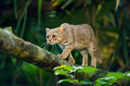 26 de rase uimitoare de pisici pe marginea extincției, amestecului