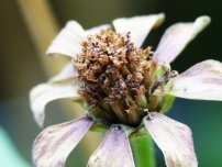 5 Întrebări frecvente despre pregătirea semințelor de flori pentru însămânțare, flori în grădină (gospodărie)