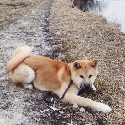 Akita Inu