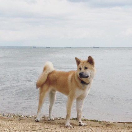 Akita Inu