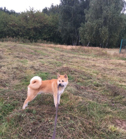 Akita Inu