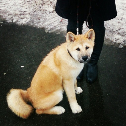 Akita Inu