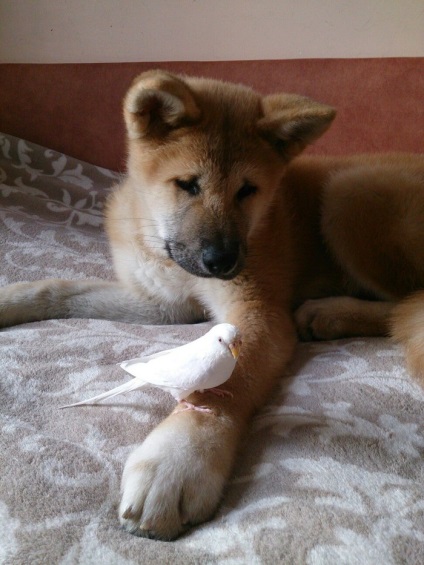 Akita Inu