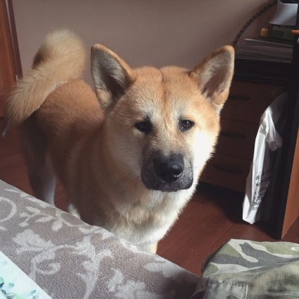 Akita Inu