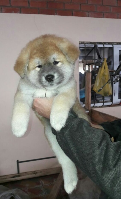 Akita Inu