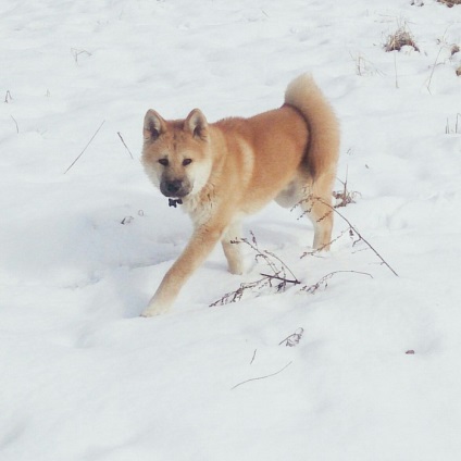 Akita Inu