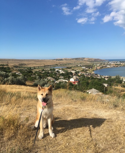 Akita Inu