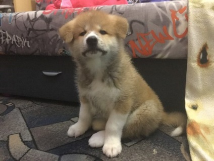 Akita Inu