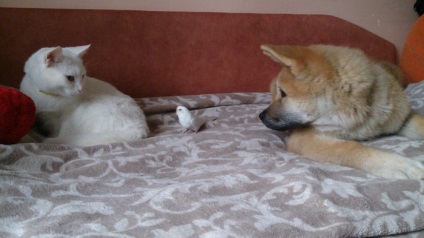 Akita Inu