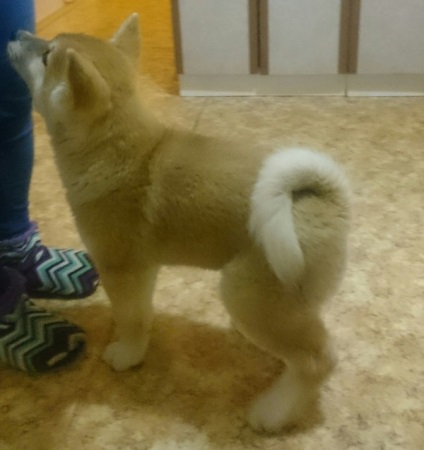 Akita Inu