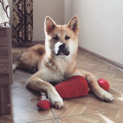 Akita Inu