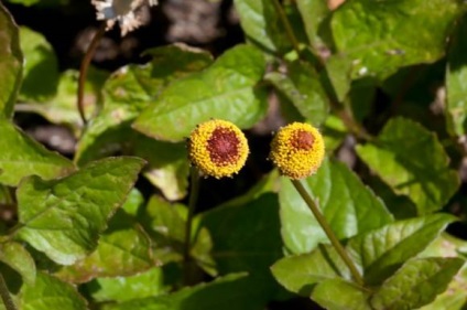 Grădina de legume Akmella - culturi puțin răspândite - culturi legumicole