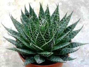 Aloe de îngrijire la domiciliu de udare de transplant și de reproducere