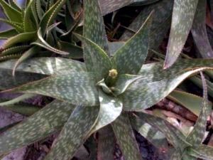 Aloe otthoni gondozást öntözés transzplantáció és a reprodukció