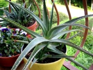 Aloe otthoni gondozást öntözés transzplantáció és a reprodukció