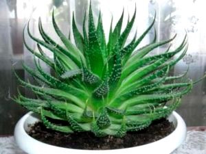 Aloe de îngrijire la domiciliu de udare de transplant și de reproducere