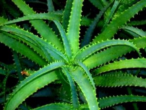 Aloe otthoni gondozást öntözés transzplantáció és a reprodukció