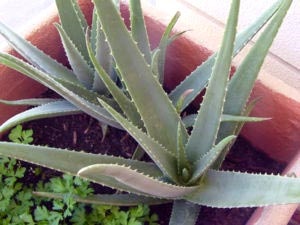 Aloe de îngrijire la domiciliu de udare de transplant și de reproducere