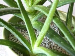 Aloe otthoni gondozást öntözés transzplantáció és a reprodukció