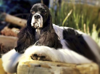 American Cocker Spaniel - descriere, caracteristici, istorie