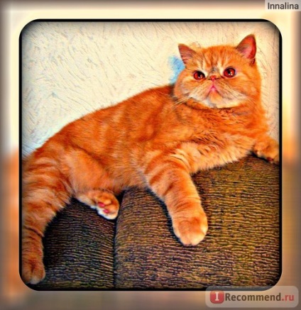 American Shorthair Exot