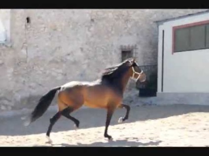 Istoria calului andaluz, caracterizarea și aplicarea rasei