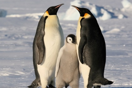Antarktisz, ami a gyermekek online enciklopédia, „Azt akarom tudni, hogy mindent”