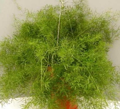 Spárga (Asparagus) - ellátás és termesztése az otthoni