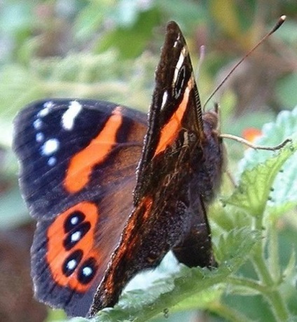 Butterfly Amiralul este o creatură frumoasă a naturii