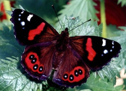 Butterfly Amiralul este o creatură frumoasă a naturii