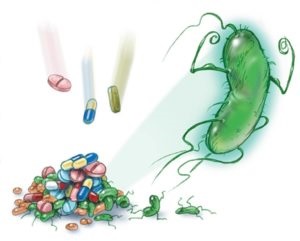 A baktérium okozza gyomorfekélyt