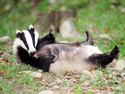 Badger, vázlatos órák anya természet és a felkészülés a kezét, hogy a levelet az idősebb csoportban