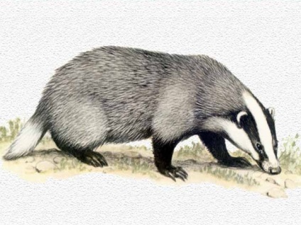 Badger, o notă despre o lecție despre natura nativă și pregătirea mâinii pentru scrierea în grupul senior