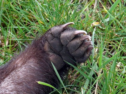 Badger, o notă despre o lecție despre natura nativă și pregătirea mâinii pentru scrierea în grupul senior