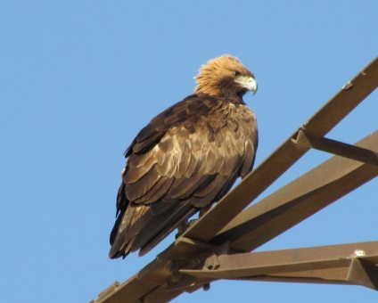 Szirti sas (Aquila chrysaetos) leírás, faj, fotó, reprodukció, hang