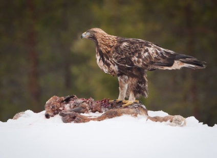 Szirti sas (Aquila chrysaetos) leírás, faj, fotó, reprodukció, hang