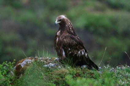 Szirti sas (Aquila chrysaetos) leírás, faj, fotó, reprodukció, hang