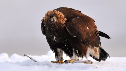 Szirti sas (Aquila chrysaetos) leírás, faj, fotó, reprodukció, hang