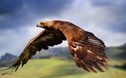 Szirti sas (Aquila chrysaetos) leírás, faj, fotó, reprodukció, hang
