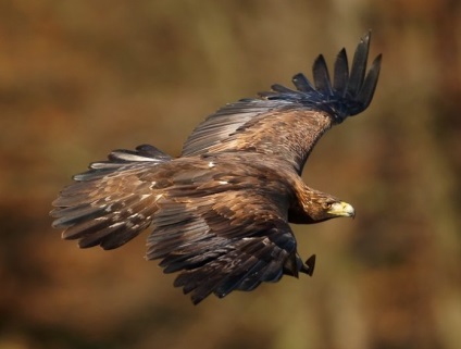 Szirti sas (Aquila chrysaetos) leírás, faj, fotó, reprodukció, hang