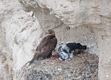 Szirti sas (Aquila chrysaetos) leírás, faj, fotó, reprodukció, hang