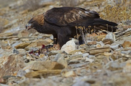 Szirti sas (Aquila chrysaetos) leírás, faj, fotó, reprodukció, hang