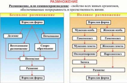 agamobium