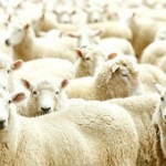 Plan de afaceri pentru prelucrarea lânii